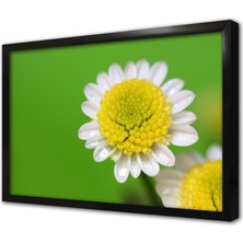 Tablosan Makro Çekim Papatya Çerçeveli Mdf Tablo