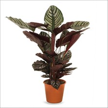 Bahçemiz Burada Kalatya Ornata (Büyük) - Calathea Ornata Sanderiana (60-80 Cm)