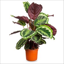 Bahçemiz Burada Kalatya Madalyon (Büyük) - Calathea Medallion (60-80 Cm)