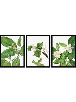 Tablosan Beyaz Çiçekler Üçlü Set Çerçeveli Cam Tablo