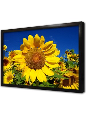 Tablosan Ayçiçeği Çerçeveli Mdf Tablo