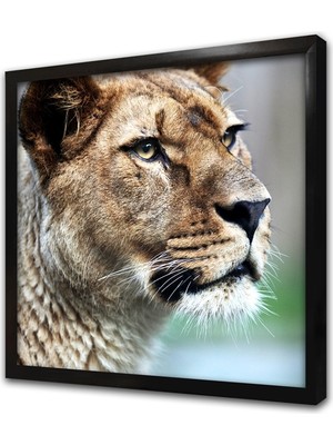 Tablosan Yakın Çekim Aslan Çerçeveli Mdf Tablo