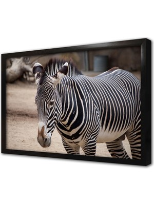Tablosan Zebra Çerçeveli Mdf Tablo