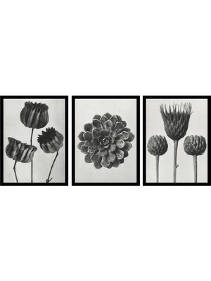 Tablosan Siyah Beyaz Çiçekler Üçlü Set Çerçeveli Cam Tablo