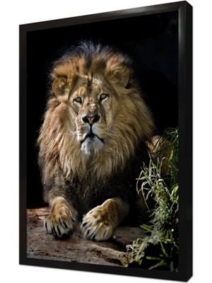 Tablosan Yakın Çekim Aslan Çerçeveli Mdf Tablo
