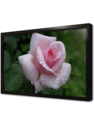 Tablosan Pembe Gül Çerçeveli Mdf Tablo