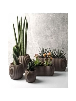 Temmuz Home Mercan 5 Li Saksı Seti Kaktüs Sukulent Çiçekler Için Saksı