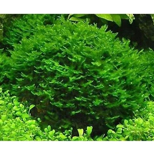 İthal Bitki Pellia Moss Cup Canlı Bitki