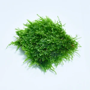 İthal Bitki Anchor Moss Yeni Sarım Canlı Bitki 5 x 5 cm