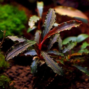 İthal Bitki Bucephalandra Godzilla Kedagang Red Saksı Canlı Bitki