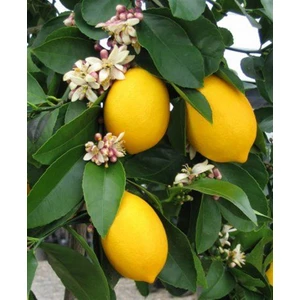 Akdeniz Bahçem Mayer Limon