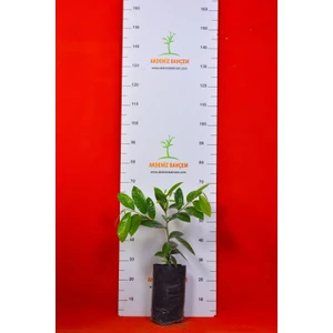 Akdeniz Bahçem Çikolata Meyvesi (Black Sapote) Tüplü