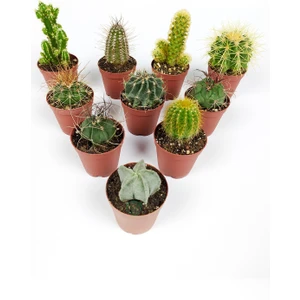 10 Lu Kaktüs Set Özel Türler 5.5 cm Saksıda