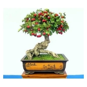 Köy Tohumları 10 Adet Tohum Nadir Bodur Bonsai Kırmızı Alıç Ağacı Tohumu Alıç Tohumu Saksı Toprak