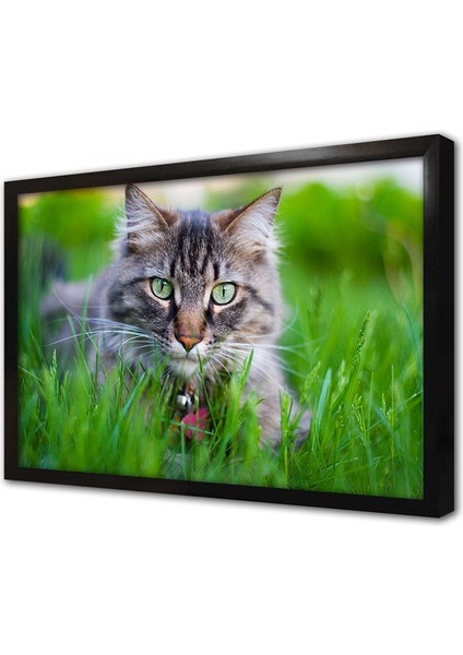 Kedi Çerçeveli Mdf Tablo