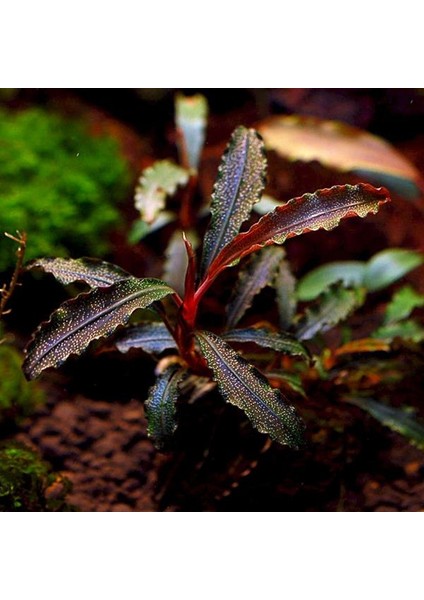 İthal Bitki Bucephalandra Godzilla Kedagang Red Saksı Canlı Bitki