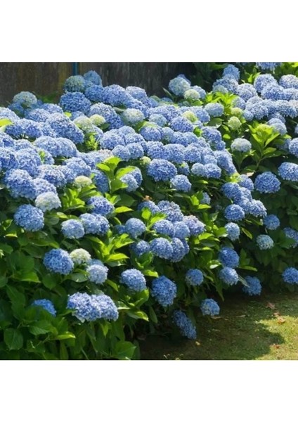 5 Adet Mavi Ortanca Fidanı Tüplü (50-60) cm