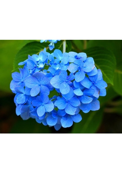 5 Adet Mavi Ortanca Fidanı Tüplü (50-60) cm fiyatları