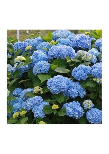 5 Adet Mavi Ortanca Fidanı Tüplü (50-60) cm modelleri