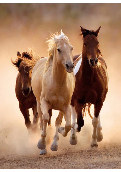 Running Horses