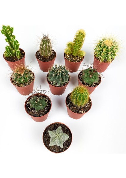 10 Lu Kaktüs Set Özel Türler 5.5 cm Saksıda fırsatları