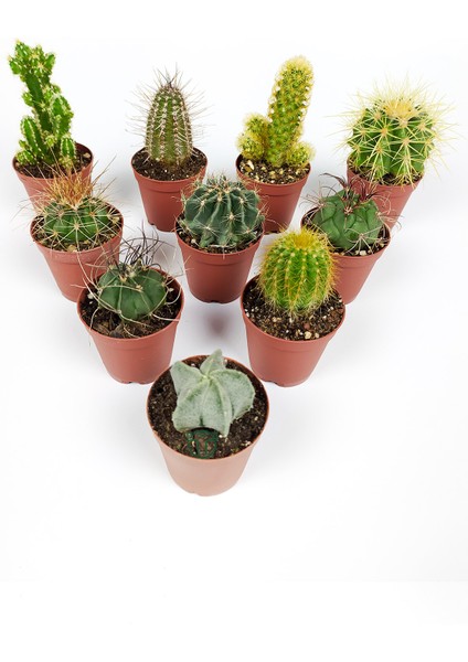 10 Lu Kaktüs Set Özel Türler 5.5 cm Saksıda