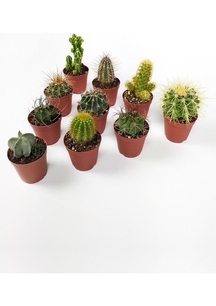 10 Lu Kaktüs Set Özel Türler 5.5 cm Saksıda fiyatları