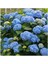 5 Adet Mavi Ortanca Fidanı Tüplü (50-60) cm 3