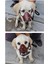 Siyah Xl Küçük ve Orta Boy Köpek Ağızlığı Evcil Hayvan Güvenliği Isırma Ağız Ağızlık (Yurt Dışından) 4