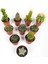 10 Lu Kaktüs Set Özel Türler 5.5 cm Saksıda 4