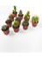 10 Lu Kaktüs Set Özel Türler 5.5 cm Saksıda 2