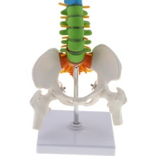 Anatomi Öğretim Öğrenme Için 17 Inç Bilimsel Omurga Modeli