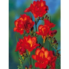 Mert Tarım 5 Adet Kırmızı Frezya Çiçeği Soğanı Mis Kokulu Katmerli