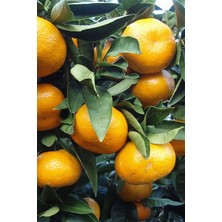 Satsuma (Rize) Mandalinası Fidanı 2 Yaş