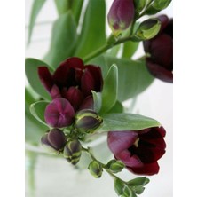 Mert Tarım 50 Adet Bordo Frezya Çiçeği Soğanı Mis Kokulu Katmerli