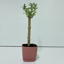 İdea Pazar Hediyelik Pembe Saksılı Bonsaiye Uygun Minyatür Zeytin Fidanı