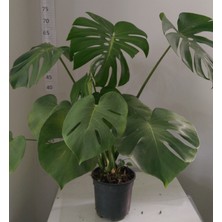 Taburavm Deve Tabanı (Monstera Deliciosa )