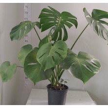 Taburavm Deve Tabanı (Monstera Deliciosa )