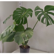 Taburavm Deve Tabanı (Monstera Deliciosa )