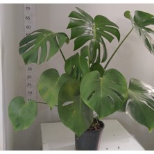 Taburavm Deve Tabanı (Monstera Deliciosa )