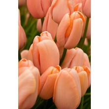 Fide Marketim 3 Adet Hollanda Lale Soğanı Somon