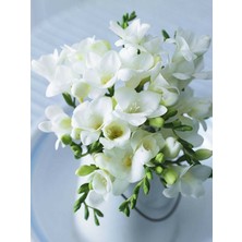Fide Marketim 50 Adet Beyaz Frezya Çiçeği Soğanı Mis Kokulu Katmerli