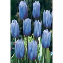 Fide Marketim 1 Adet Hollanda Lale Soğanı Mavi