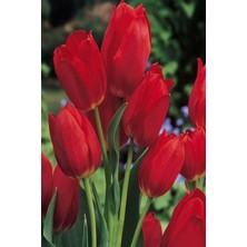 Fide Marketim 1 Adet Hollanda Lale Soğanı Kırmızı