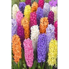 Fide Marketim 2 Adet Sümbül Soğanı Karışık Renk