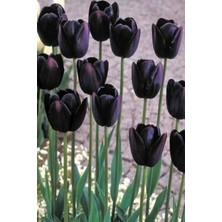 Fide Marketim 8 Adet Hollanda Lale Soğanı Siyah