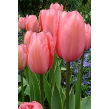 Fide Marketim 3 Adet Hollanda Lale Soğanı Pembe