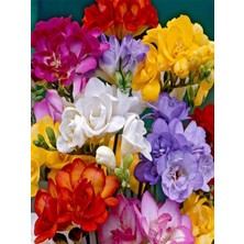 Fide Marketim 50 Adet Karışık Renk Frezya Çiçeği Soğanı Mis Kokulu Katmerli