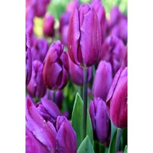 Fide Marketim 7 Adet Hollanda Lale Soğanı Mor