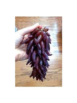 Yayla Tarım 3 Adet Üzüm Fidanı ( Cadı Parmağı ) Açık Kök 2 Yaş 50 cm Aşılı